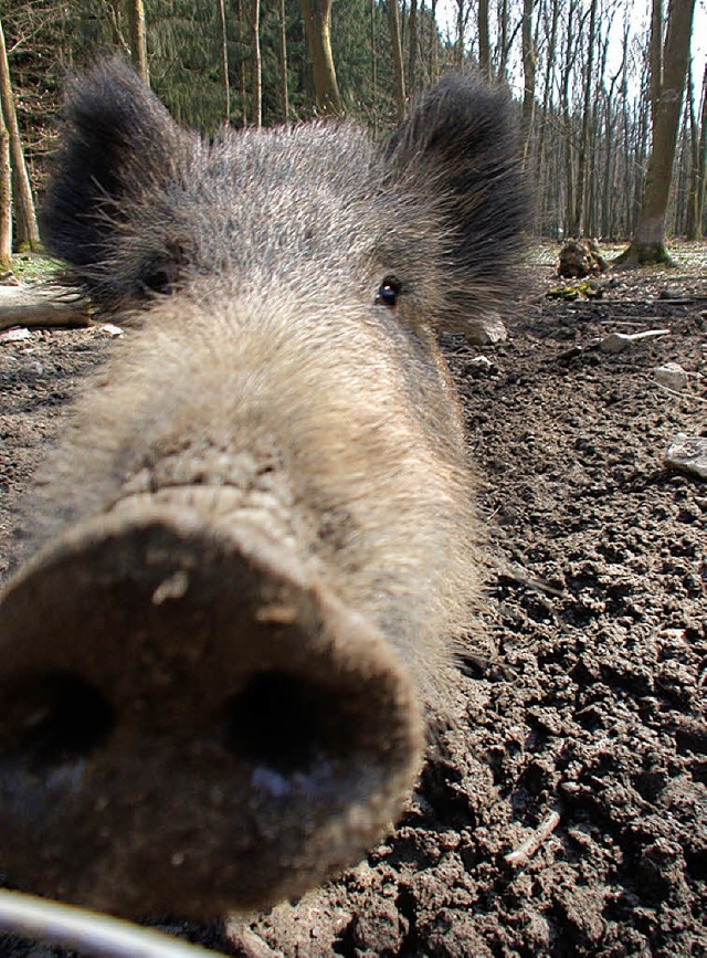 Gehen derzeit nchstens ihrer Arbeit n...Wildschweine tummeln sich im Meierhof.  | Foto: staffan