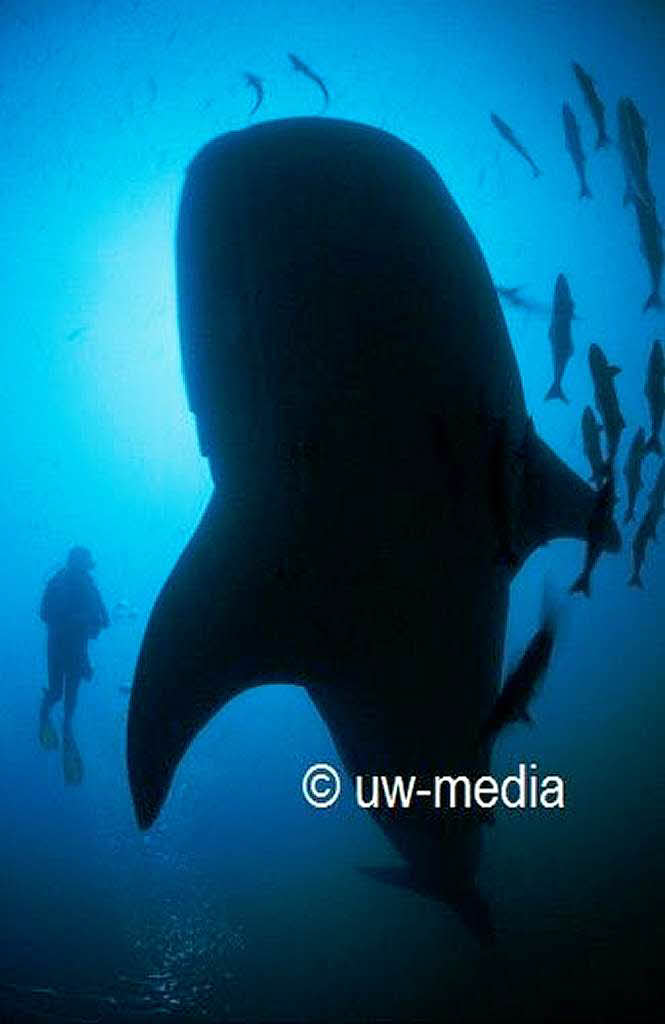 Walhaigigant vor den Similan-Inseln in Thailand