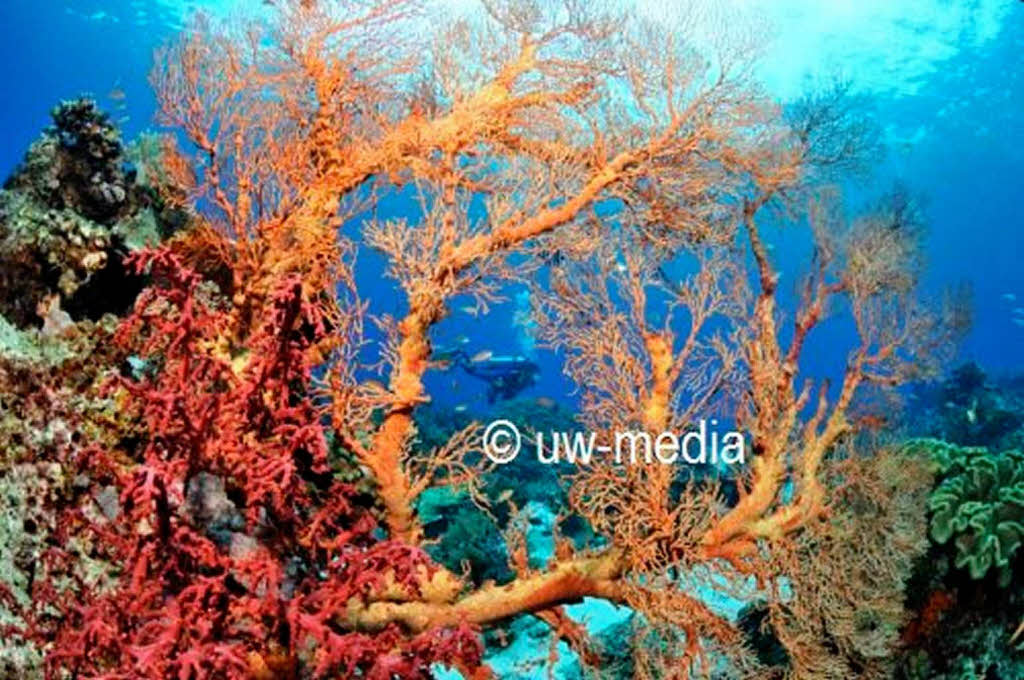 Gorgonie und Weichkorallen auf den Molukken in Indonesien.