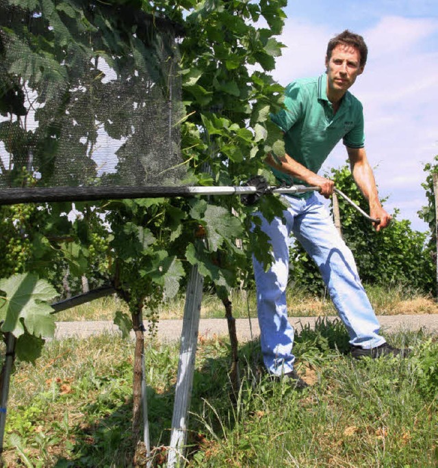 Winzer Lothar Heinemann justiert das Wagnersche Schutzsystem.   | Foto: Silvia Faller