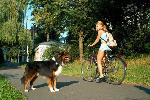 Leinenpflicht im Mattfeld: Ziehen Basels Behrden mit?