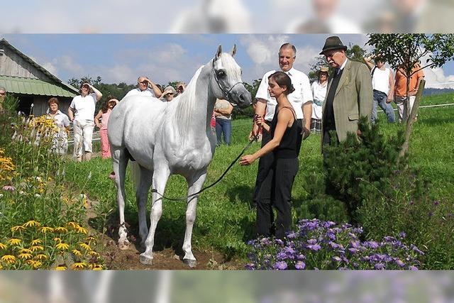 Araberzucht auf dem Lunzenhof ldt ein