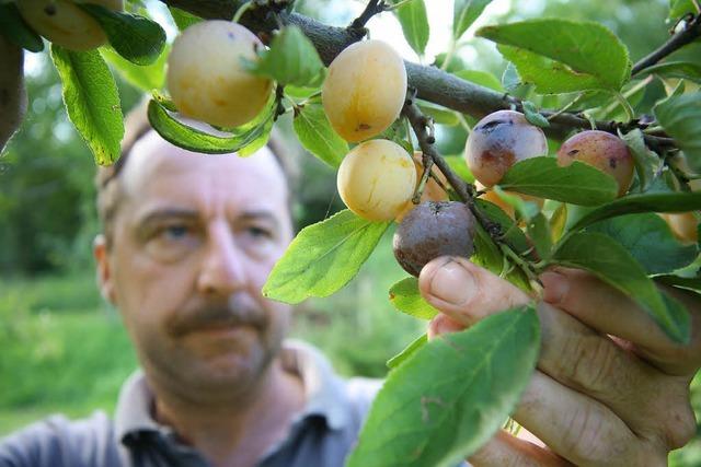 Wenn die Frucht am Zweig fault