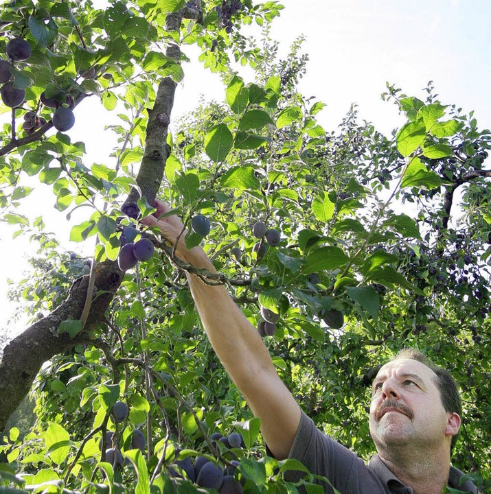 Wenn die Frucht am Zweig fault Friesenheim Badische