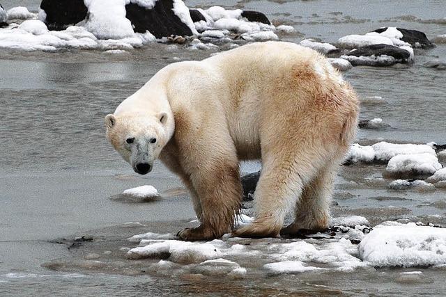 Den Eisbren wird es lebensgefhrlich warm