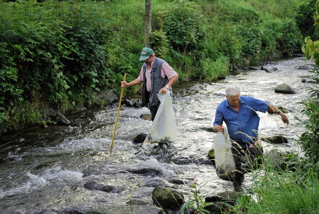 Keine leichte Arbeit:  Glottertler Sp...fischen&#8220; Unrat aus der Glotter.   | Foto: axel drber