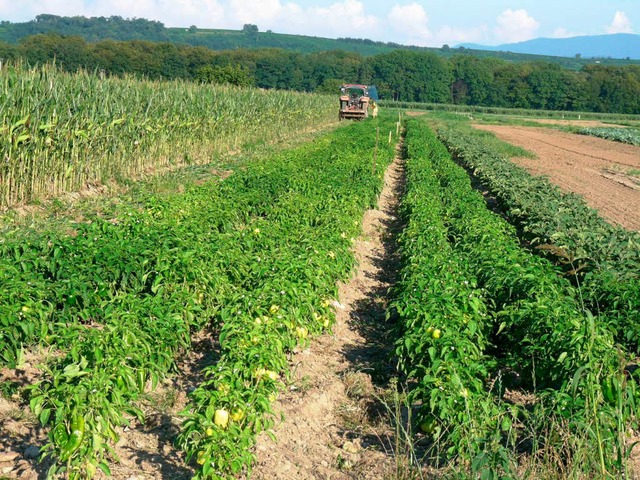 Auch Paprika wird in Gndlingen angebaut.  | Foto: Christine Weirich