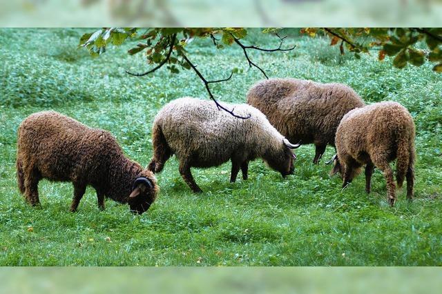 Tierpark Lange Erlen verzichtet auf Exoten