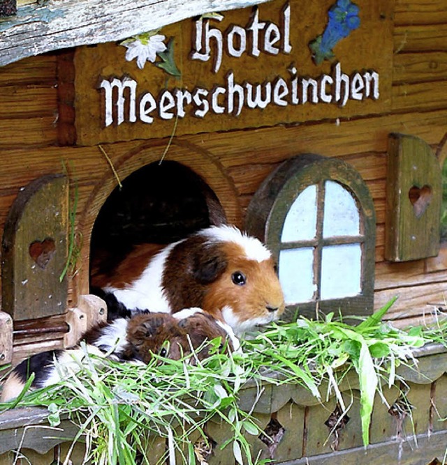 Das  Meerschweinchen-Hotel fasziniert vor allem die kleinen Besucher.  | Foto: E. Gross