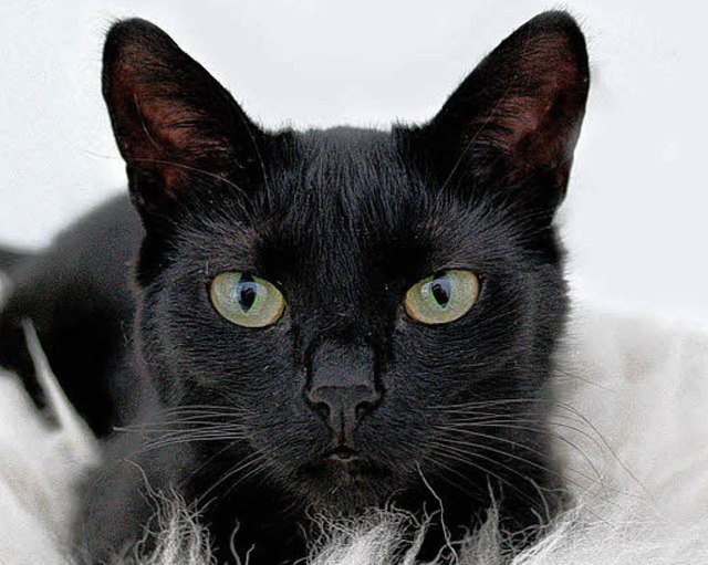 Symbolisch:  schwarze Katze  | Foto: fotolia.com/KSLight