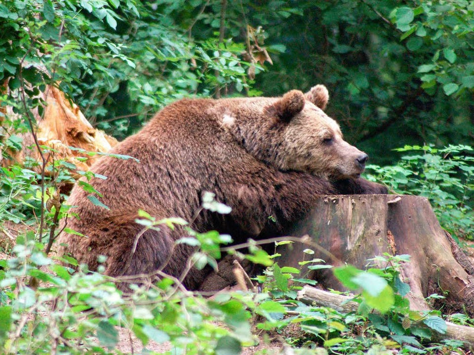 Wie geht es den Löffinger Bären 3 Jahre nach ihrer Rettung