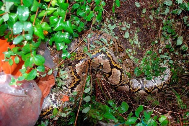 Python hat wohl keine Katzen verspeist