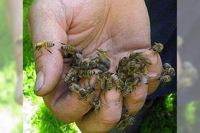 Neues Heim fr Bienenvolk