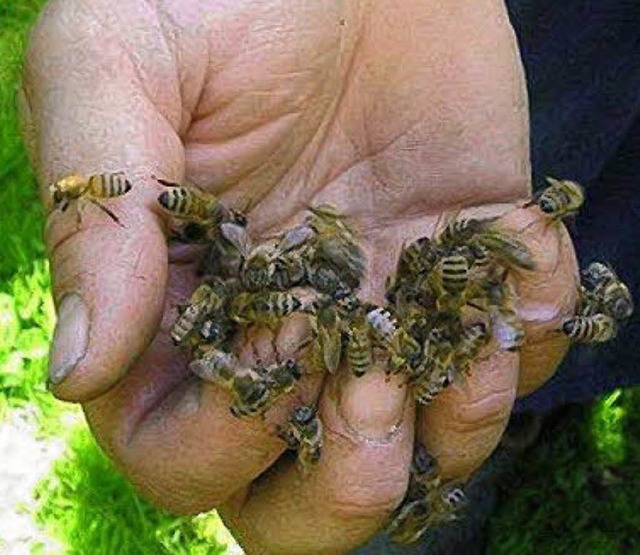 Eine Hand voll Bienen: Imker Edgar Ker...mit den ntzlichen Insekten umzugehen.  | Foto: Privat