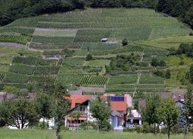 Steillagen wie hier am Eichberg prgen...ell bewirtschaftbaren ebenen Flchen.   | Foto: christian ringwald
