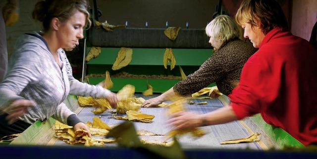 Saisonarbeiterinnen sortieren die fris...rnteten Tabakbltter der Sorte Virgin.  | Foto: susanne mller