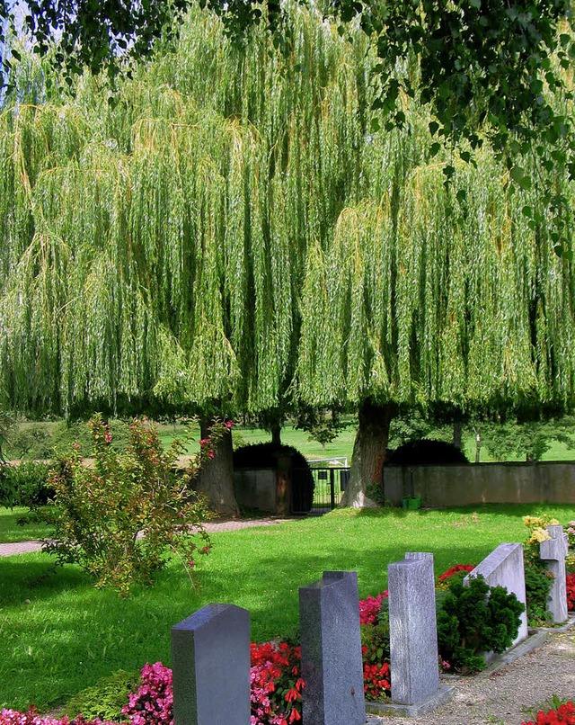 Friedhof Tannenkirch  | Foto: Jutta Schtz