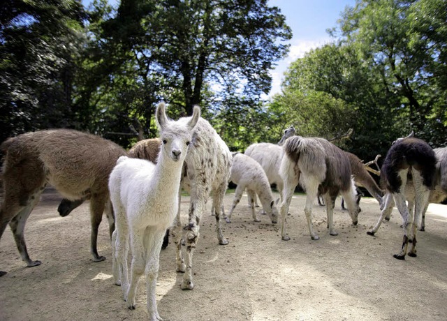 Gerade einmal zwei Wochen alt ist das weie Lamafohlen im Basler Zoo.   | Foto: Zoo Basel