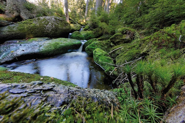 So sieht es aus, wenn die Natur der Na...d: der Nationalpark Bayerischer Wald    | Foto: DDP