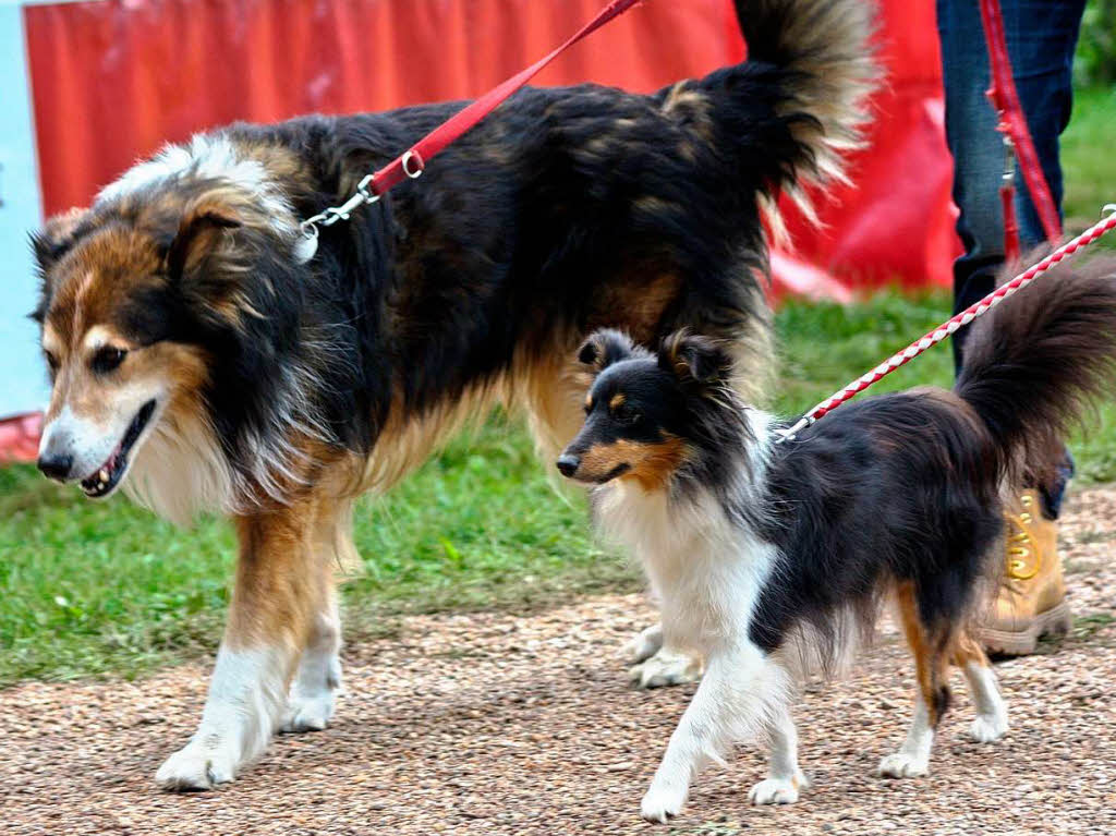 Auch kleinere Vierbeiner – in Form von Hunden – waren reichlich vertreten. Auch kleinere Vierbeiner – in Form von Hunden – waren reichlich vertreten.