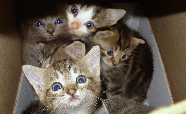 Diese Katzenkinder sind in einem Karton vor dem Tierheim ausgesetzt worden.   | Foto: BZ