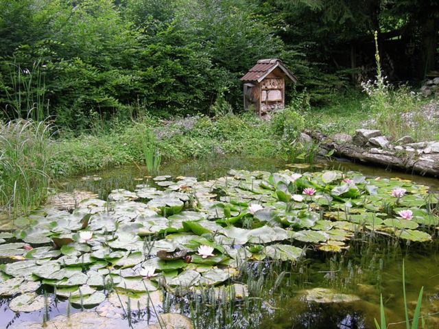 Idyll im Langmatttal: Im Biotop des Aquarianer-Teams blhen die Seerosen.   | Foto: Johanna Hgg