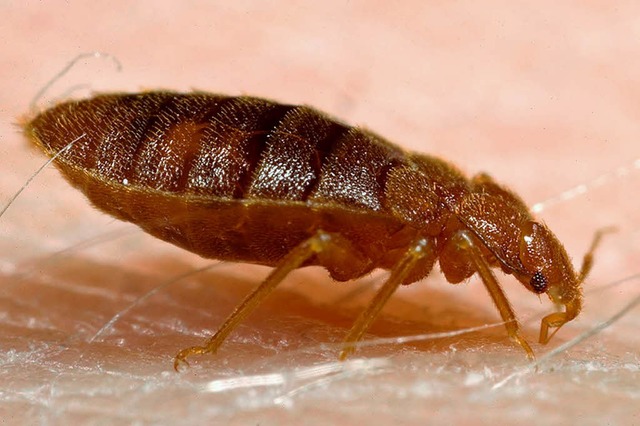 &#8222;Bettwanzen sind ein Geniestreich der Natur&#8220;  | Foto: dpa