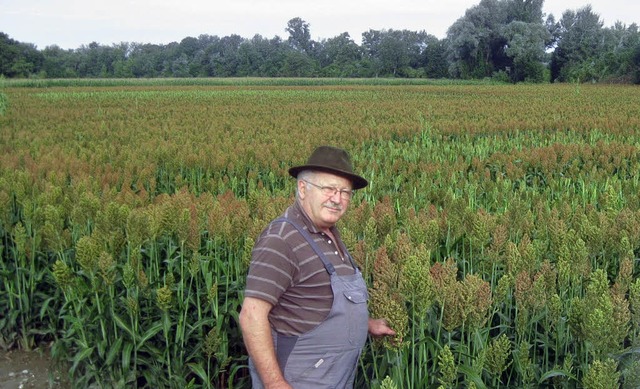 Besser bei Trockenheit: Hansjrg Wohlschlegel hat erstmals Hirse angepflanzt.   | Foto: hans spengler