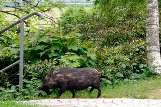 Stress im Markgrflerland: Wildschweine vermehren sich wie wild