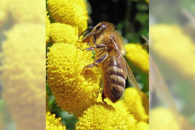 Bienen brauchen Blütenvielfalt