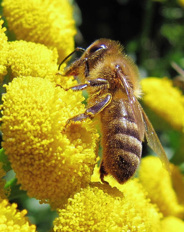 Bienen brauchen Blten: Der Bezirksimk...teil an Blumenwiesen festzuschreiben.   | Foto: Thomas Winckelmann