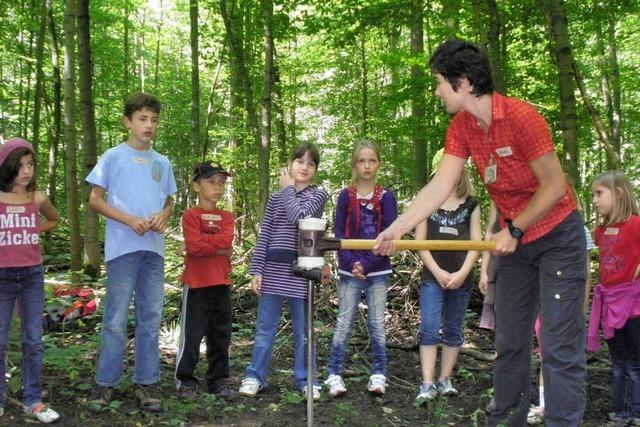 Wie viele Butterbrote sind im Wald zu finden?