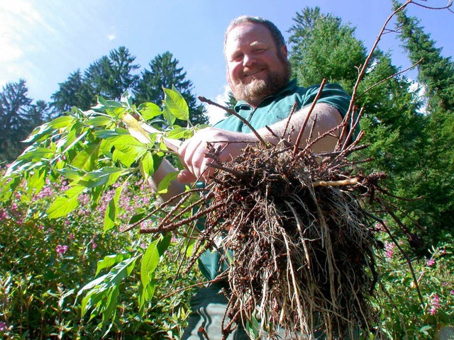 Frster Gempp kapituliert vor dem Indischen Springkraut  | Foto: Andr Hnig