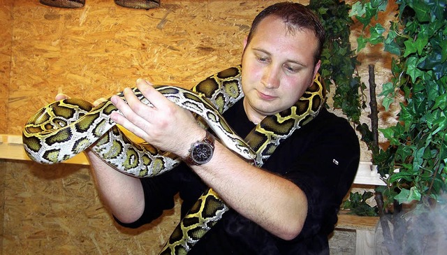 Reptilienexperte Daniel Nutto und sein...r lange Tigerpython, Freiburg, Herdern  | Foto: Hans Sigmund