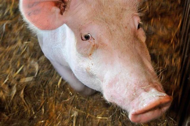 Ebneter Eber beglückt Schweinedamen im Dienste der Stadt