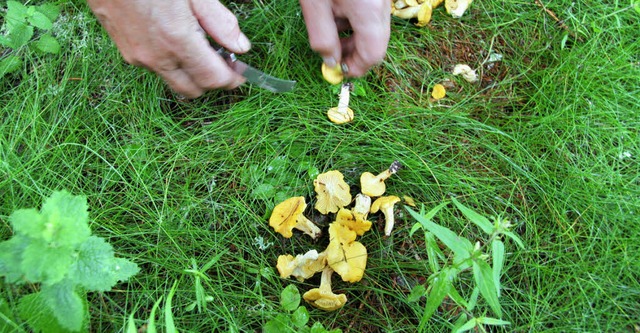 Pfifferlinge machten sich in der Vorsaison rar.   | Foto: Sebastian Hautli