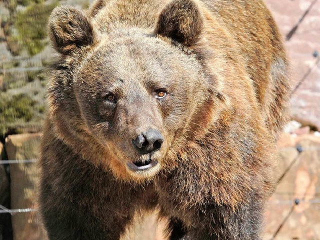 Junka freut sich auf den neuen Park.  | Foto: dpa