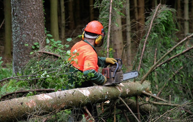 Forstleute raten den Waldbesitzern dazu, rechtzeitig an den Einschlag zu gehen. | Foto: BZ Forstleute raten den Waldbesitzern dazu, rechtzeitig an den Einschlag zu gehen. | Foto: BZ