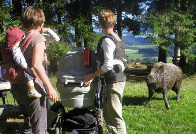 Wildschweinalarm in St. Peter: Eber &#...ch ahnungslosen Passanten in den Weg.   | Foto: Stein