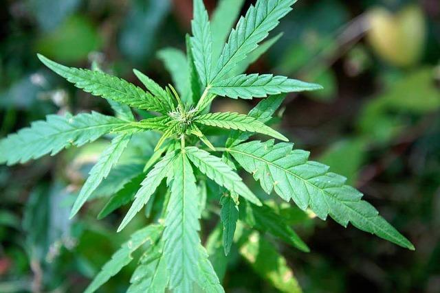 BZ-exklusiv: Cannabis-Alarm in St. Georgen