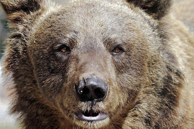 Ein Tierschutzprojekt, kein Zoo: Der Bär ist los im Schwarzwald