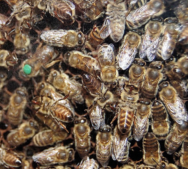 Hier kommt man den Bienen ganz nah. Die mit dem Punkt ist brigens die Knigin.  | Foto: c. renk