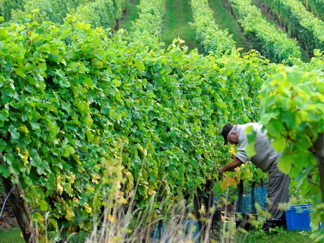 Im Weinberg ist auch heute noch viel Handarbeit gefragt.   | Foto: dpa