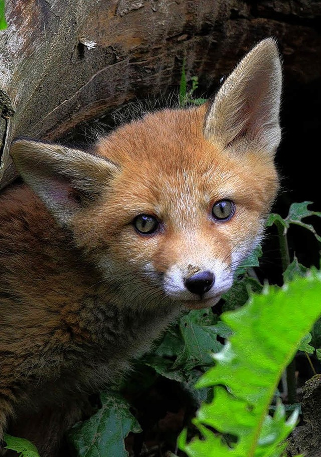 Harmlos und eigentilch scheu: der Fuchs.   | Foto: bz