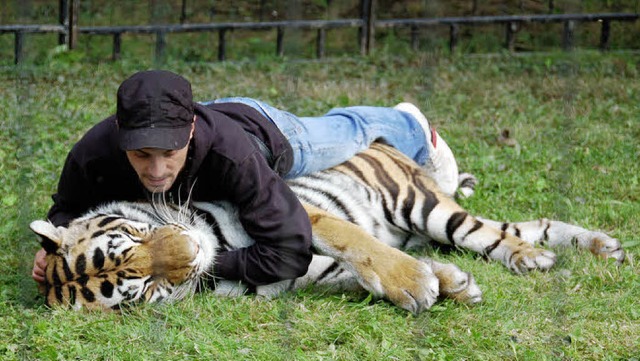 Als wre es eine Hauskatze &#8211; Christian Walliser schmust mit einem  Tiger.   | Foto: Patrick Bsch