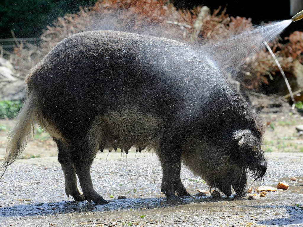 Der Mundenhof: Was nix kostet, ist was. Immer wieder schn, aber so spektakulr wie eine schweinisch kalte Dusche.