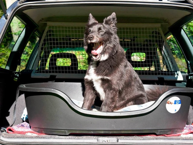 Bitte nicht mit dem Fahrer bellen: In ...er gibt es weitere Boxen und Behlter.  | Foto: Hagen Schnherr