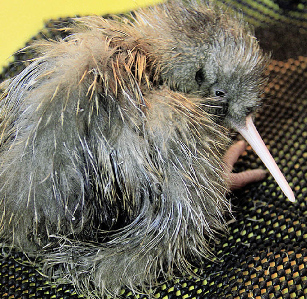 TIERE Panorama Badische Zeitung