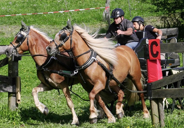 In voller Fahrt: Ringmeister Bernhard ...rer mit    Shitan (links) und Merlin.   | Foto: Anita Birkenhofer