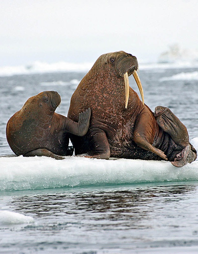 Walrosse auf Eis  | Foto:  dpa
